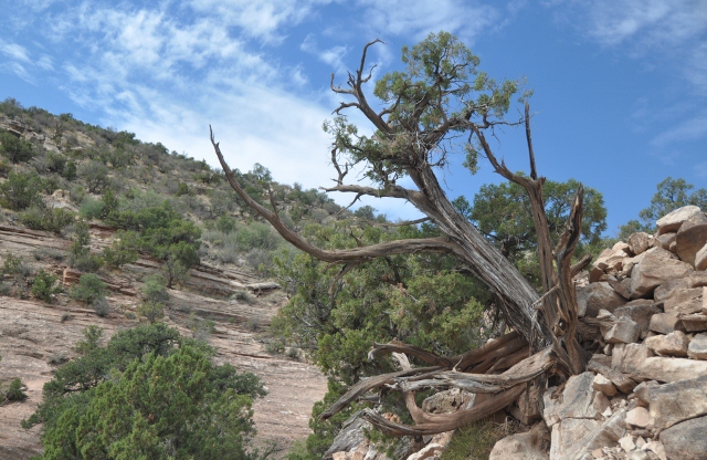 Utah juniper tree